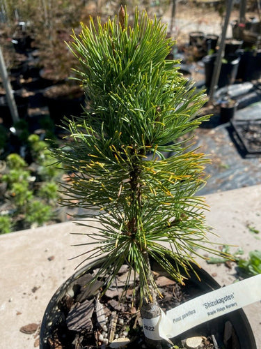 Pinus parviflora 'Shizukagoten' - Maple Ridge Nursery
